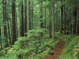 Silver Falls Trail  Mt Rainier National Park  Washington  USA