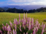 Blue-Pod Lupine in Bloom  Oregon  USA