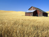 Old Barn in Wheatfield near Harvest Time  Whitman County  Washington  USA