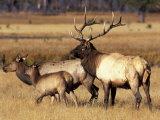 Elk in Meadow  Yellowstone National Park  Wyoming  USA