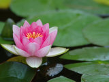 Lily Pads in Fountain at Yaddo Gardens  Saratoga Springs  New York  USA