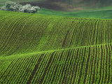 Spring Green Pea Fields  Palouse  Washington  USA