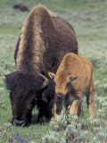 Bison and Calf  Yellowstone National Park  Wyoming  USA