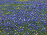 Blue Bonnets and Arnica  North of Marble Falls  Texas  USA
