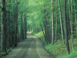 Gravel Road Through Maple Grove  Green Mountains  Vermont  USA