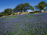 Bluebonnets  Hill Country  Texas  USA