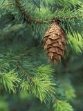 Closeup of Douglas Fir Cone  Olympic National Park  Washington  USA