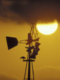 Harris Hawk Eating Prey on Windmill at Sunset  Brooks County  Texas  USA