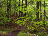 Forest Walkway  Great Smoky Mountains National Park  Tennessee  USA