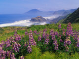 Lupine Flowers and Rugged Coastline along Southern Oregon  USA