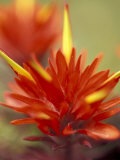 Common Red Paintbrush  Mt Rainier National Park  Washington  USA