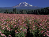 Trout Lake  Mt Adams with Echinacea Flower Field  Washington  USA
