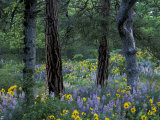 Balsam Root and Lupine Among Pacific Ponderosa Pine  Rowena  Oregon  USA