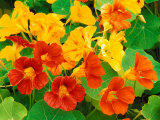 Nasturtium Flowers  Tropaeolum  Seattle  Washington  USA