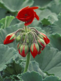 Red Flower and Buds of Tango Geranium in Greenhouse  LaConner  Washington  USA
