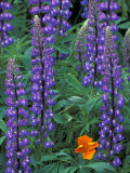 Lupine with Orange Poppy  Enumclaw  Washington  USA