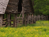 Buttercups and Cantilever Barn  Pioneer Homestead  Great Smoky Mountains National Park  N Carolina