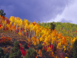 Colorful Aspens in Logan Canyon  Utah  USA
