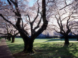 Cherry Blooms at the University of Washington  Seattle  Washington  USA