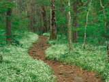Footpath through Fringed Phacelia Flowers  Great Smoky Mountains National Park  Tennessee  USA