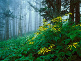 Golden-Glow Flowers  Great Smoky Mountains National Park  North Carolina  USA