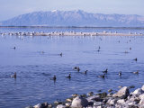 Phalaropes and Gulls on the Great Salt Lake  Utah  USA