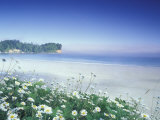 Daisies along Crescent Beach  Olympic National Park  Washington  USA