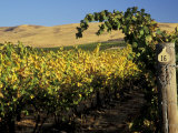 Yakima Valley Vineyards  Washington  USA