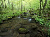 Small Stream in Dense Forest of Great Smoky Mountains National Park  Tennessee  USA