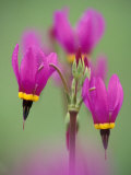 Shooting Star in Columbia Gorge  Oregon  USA