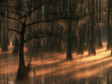 Cypress Trees at Sunrise  George Smith State Park  Georgia  USA