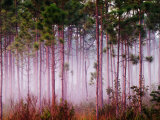 Mist Among Pine Trees at Sunrise  Everglades National Park  Florida  USA