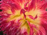 Dahlia in Garden  Alaska  USA