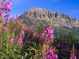 Fireweed and Mt Gothic near Crested Butte  Colorado  USA