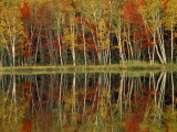 Fall Foliage and Birch Reflections  Hiawatha National Forest  Michigan  USA