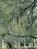 Live Oak Tree  Savannah  Georgia  USA