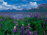 Arctic Lupin  Alaska  USA