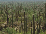 Saguaro Cactus in Sonoran Desert  Saguaro National Park  Arizona  USA