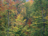Fall in Northern Hardwood Forest  New Hampshire  USA
