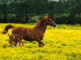 Arabian Foal and Mare Running Through Buttercup Flowers  Louisville  Kentucky  USA