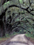 Live Oaks Line a Dirt Road  Cumberland Island  Georgia  USA