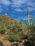 Saguaro Cactus in Sonoran Desert  Saguaro National Park  Arizona  USA