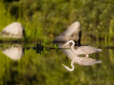 Great Blue Heron Feeds in Katahdin Lake  Maine  USA
