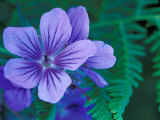 Wild Geraniums of the Aleutian Islands  Alaska  USA