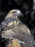 Red-Tailed Hawk Showing Tail Colors  Wildlife West Nature Park  New Mexico  USA