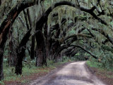 Live Oaks Line a Dirt Road  Cumberland Island  Georgia  USA
