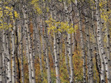 Fall Colors on Aspen Trees  Maroon Bells  Snowmass Wilderness  Colorado  USA