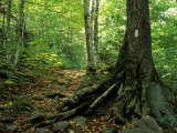 White Blaze Marks Appalachian Trail  White Mountains  New Hampshire  USA