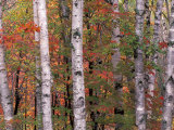 Forest Landscape and Fall Colors  North Shore  Minnesota  USA