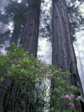 Coast Trail  Redwoods and Rhododendrons  Del Norte Coast State Park  California  USA